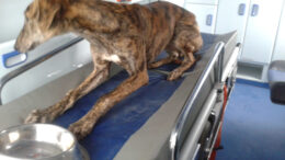 ActGalgo20140204131320