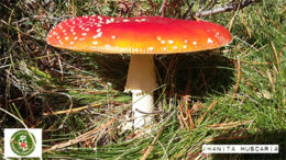 amanitamuscaria