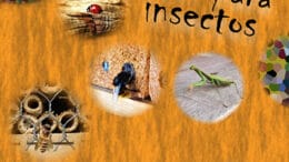 SierraRinconInsectos23abr